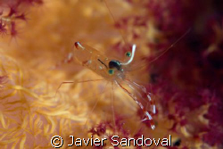 Shrimp on top of soft coral by Javier Sandoval 